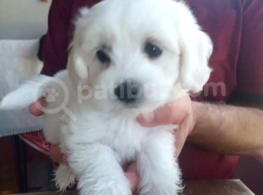 Harika Maltese Bebekler