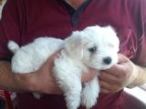 Harika Maltese Bebekler
