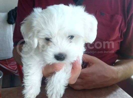 Harika Maltese Bebekler görsel