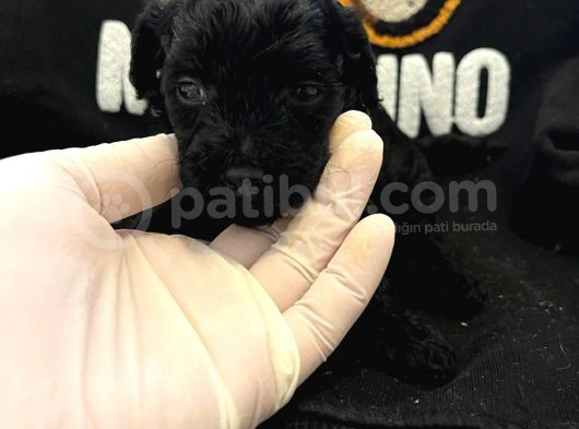 Orjinal Poodle Yavrularimiz görsel