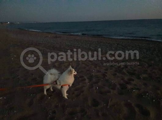 Muhteşem Spitz Bebekler görsel