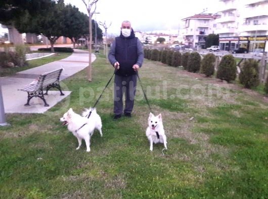 Muhteşem Spitz Bebekler görsel