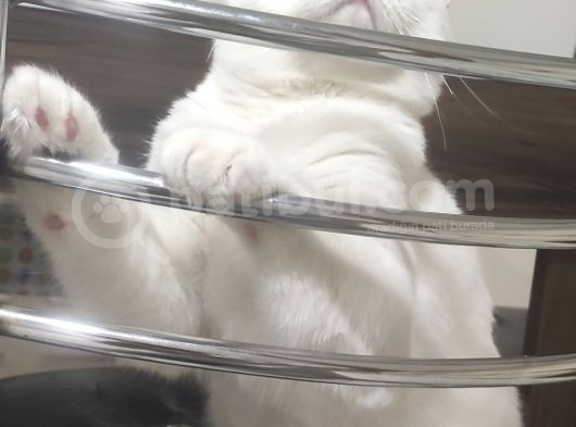 Pasaportlu British Shorthair görsel