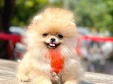 Safkan Pomeranian Boo Yavrularımız