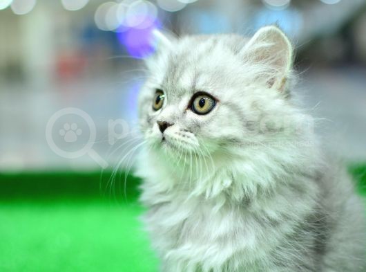 Orji̇nal Soy Belgeli̇  Ns25 Brti̇si̇h Longhai̇r görsel