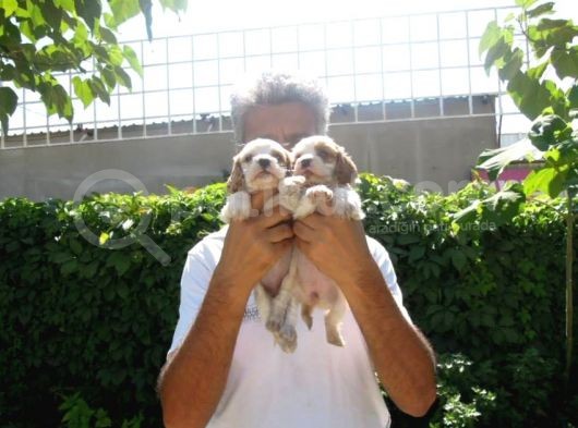 Cavai̇ller King Charles Yavrulari Mama Ve Malzeme Kampanyali görsel