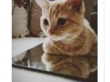 3 Aylık British Erkek Kedi