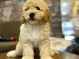 Ayi Surat Muazzam Tuy Yapisina Sahip Toy Poodle Bebegimiz