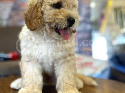 Ayi Surat Muazzam Tuy Yapisina Sahip Toy Poodle Bebegimiz görsel