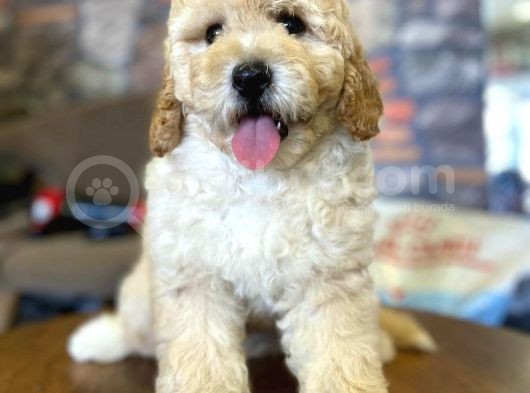 Ayi Surat Muazzam Tuy Yapisina Sahip Toy Poodle Bebegimiz görsel