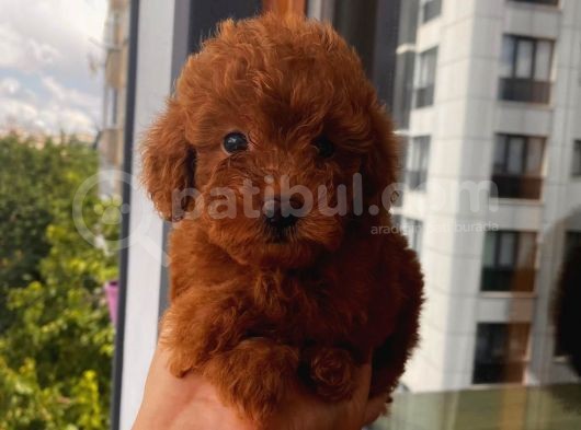 Ev Doğumlu Poodle Bebekler görsel