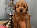 Toy Ve Mi̇nyatür Seçenekli̇ Poodle Yavrular