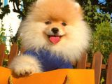 Show Kalite Pomeranian Boo Bebekler