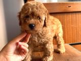 Toy Ve Mi̇nyatür Seçenekli̇ Poodle Yavrular