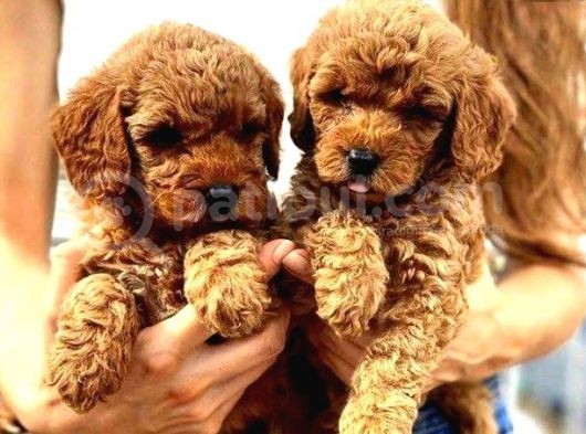Toy Boy Mini Poodle Yavrular