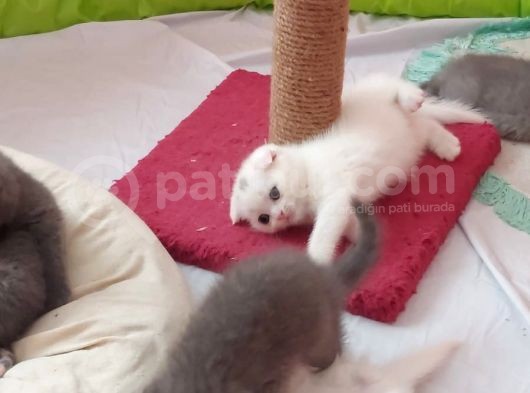 Kaliteli Gene Sahip Tatlı Yavrular görsel