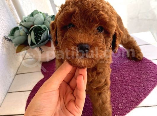 Toy Ve Mi̇nyatür Seçenekli̇ Poodle Yavrular görsel