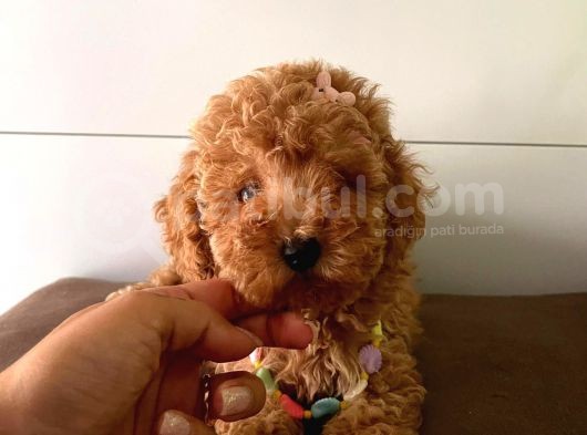 Toy Boy Mini Poodle Yavrular görsel