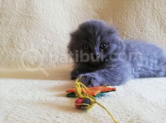 3 Minik Oğlan Yeni Ailelerini Arıyor görsel