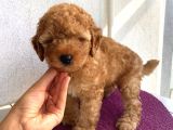 Toy Ve Mi̇nyatür Seçenekli̇ Poodle Yavrular