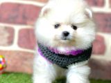 Show Kalite Pomeranian Boo Bebekler