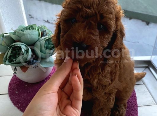 Ev Doğumlu Poodle Bebekler