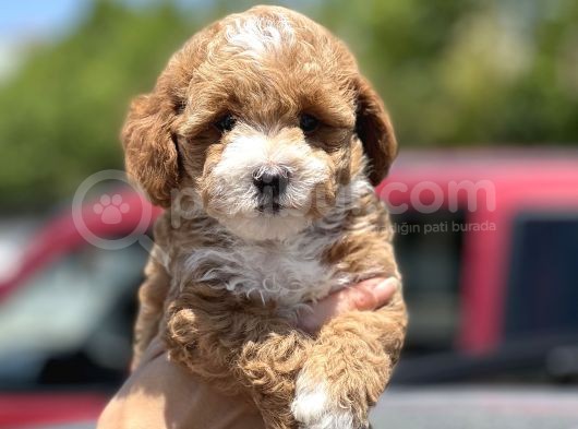 Show Kalite Maltipoo Bebekler görsel