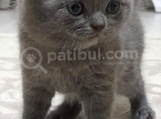 Kaliteli Gene Sahip Tatlı Yavrular