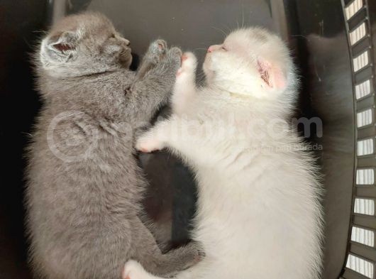 Kaliteli Gene Sahip Tatlı Yavrular görsel