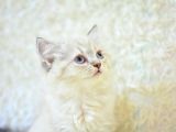 Show Güzelli̇kte Lynx Bri̇ti̇sh Longhai̇r