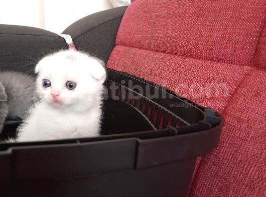 Kaliteli Gene Sahip Tatlı Yavrular görsel