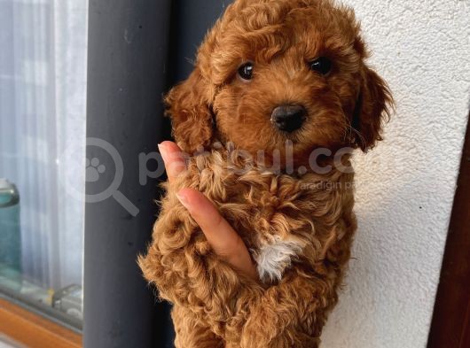 Toy Ve Mi̇nyatür Seçenekli̇ Poodle Yavrular görsel