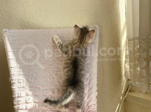 Scotti̇sh Strai̇ght 45 Günlükler görsel