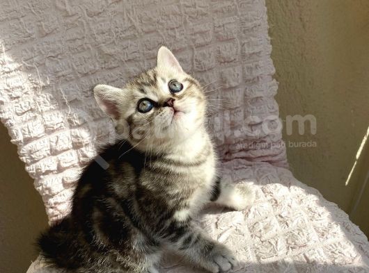Scotti̇sh Strai̇ght 45 Günlükler görsel