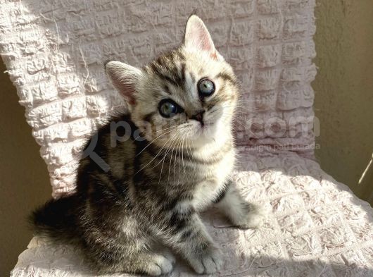 Scotti̇sh Strai̇ght 45 Günlükler görsel