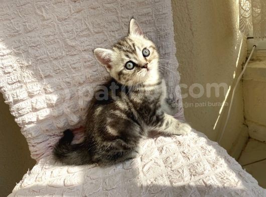 Scotti̇sh Strai̇ght 45 Günlükler görsel