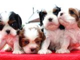 Cavai̇ller King Charles Yavrulari Mama Ve Malzeme Kampanyali