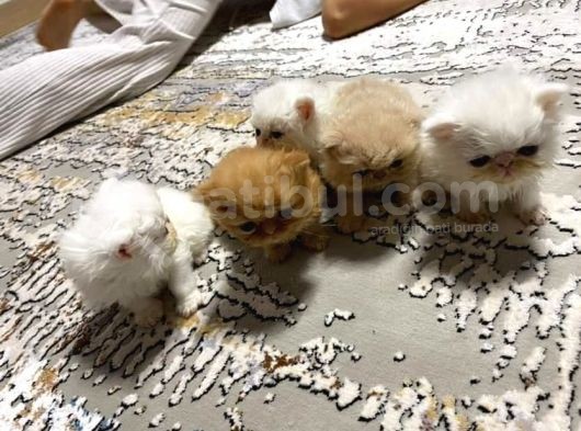 Safkan İran Kedisi görsel