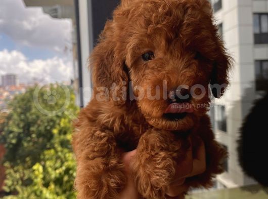 Mükemmel Toypoodle Bebeklerrr görsel