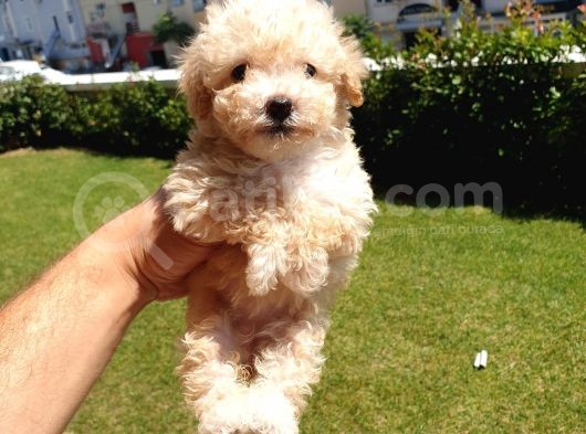 Muazzam Kivrik Tuylere Sahip Irk Garantili Micro Toy Poodle Bebegimiz görsel