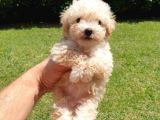 Muazzam Kivrik Tuylere Sahip Irk Garantili Micro Toy Poodle Bebegimiz
