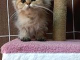 British Shorthair Silver Scotish Fold Dişi Erkek Bebekler Mevcuttur. Daha Fazla Görsel Için Lütfen Iletisim.kurunuz.