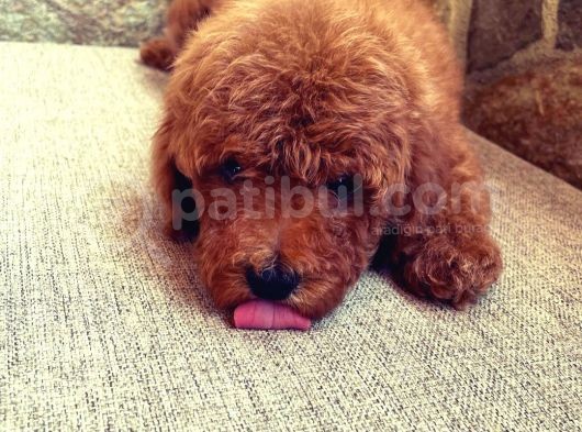 Muhteşem Yapidaki̇ Red Toy Poodle Bebeklerimiz görsel