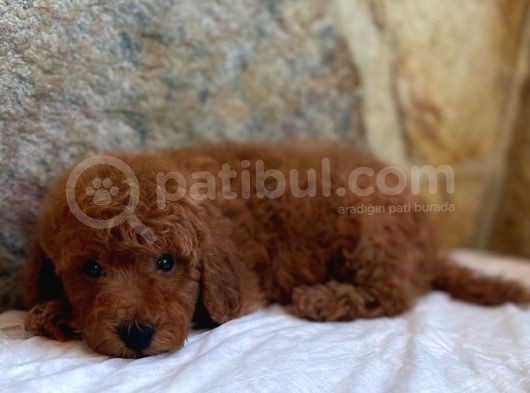 Muhteşem Yapidaki̇ Red Toy Poodle Bebeklerimiz