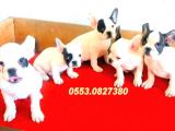 Safkan Fransız Bulldog Yavrulari