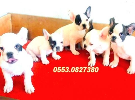 Safkan Fransız Bulldog Yavrulari