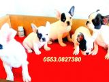 Safkan Fransız Bulldog Yavrulari