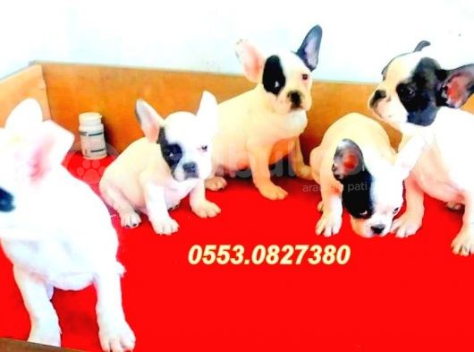 Safkan Fransız Bulldog Yavrulari görsel