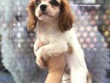 Cavali̇er Ki̇ng Charles Puppy
