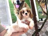 Cavali̇er Ki̇ng Charles Puppy